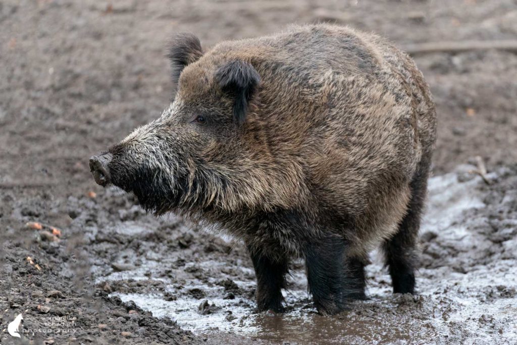 Wildschwein im Wildgehege Tegeler Forst