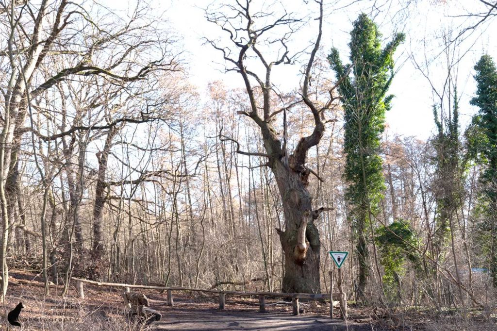 Die Dicke Marie ist der älteste Baum Berlins