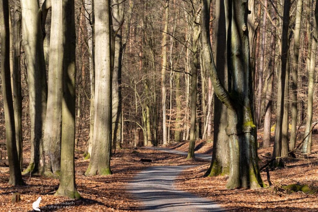 Wanderwege im Tegeler Forst