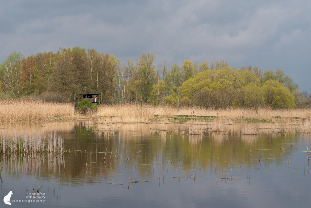 Teichlandschaft und Birdwatching Turm Linum