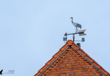 Störche, Kraniche & Co – Birdwatching rund ums “Storchendorf” Linum Storchendorf Linum - Störche, Kraniche und andere Vögel beobachten