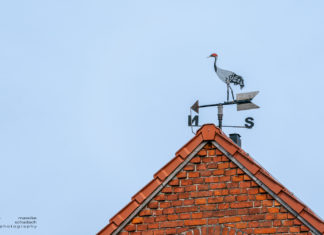 Störche, Kraniche & Co – Birdwatching rund ums “Storchendorf” Linum Storchendorf Linum - Störche, Kraniche und andere Vögel beobachten
