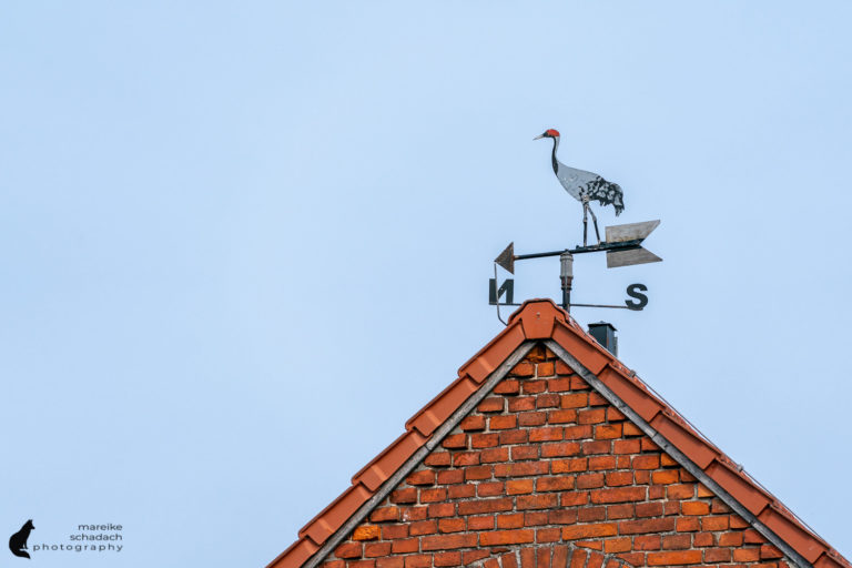 Storchendorf Linum - Störche, Kraniche und andere Vögel beobachten
