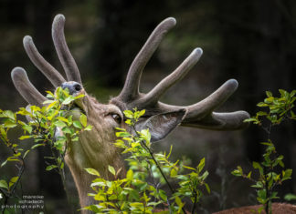 Schönower Heide – Wildwanderweg über ehemaligen Truppenübungsplatz