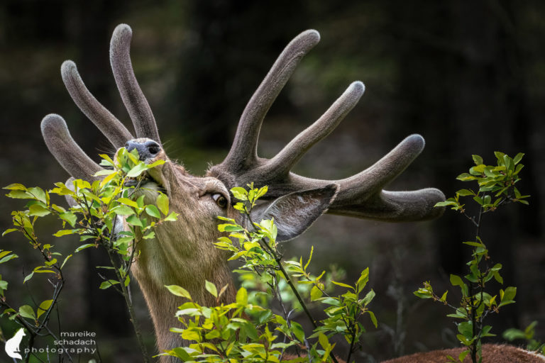 Schönower Heide – Wildwanderweg über ehemaligen Truppenübungsplatz