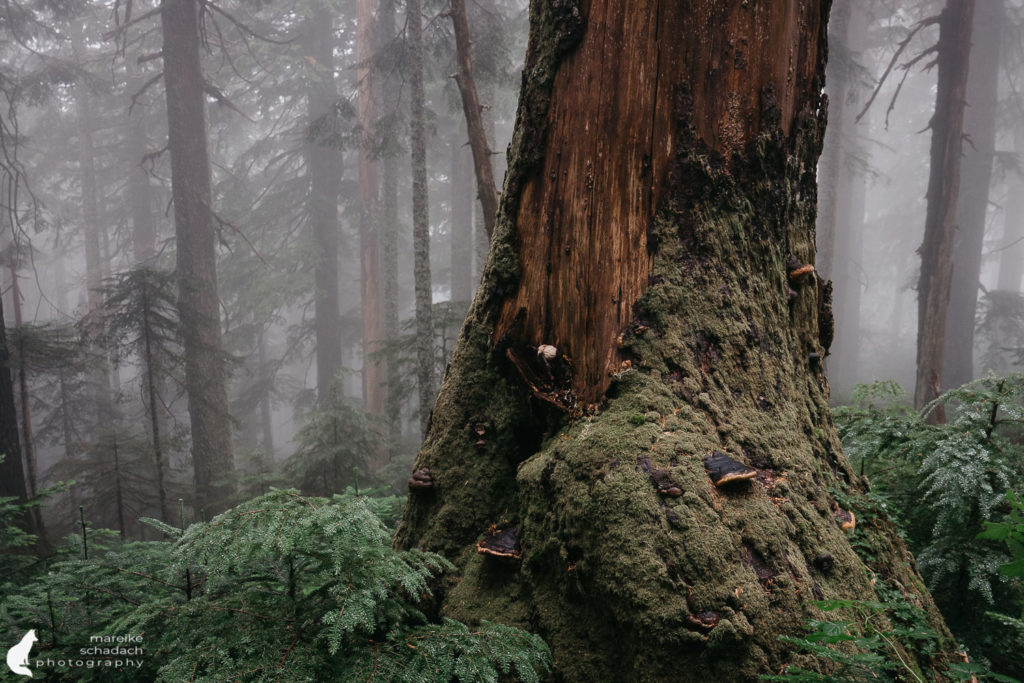 Hike Mount Pilchuck 