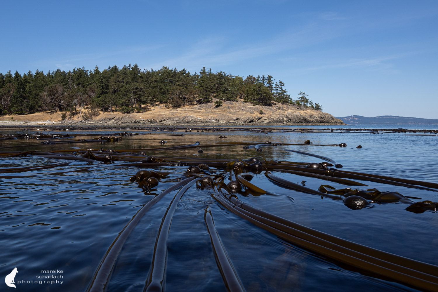 Kelp bei unserer Kajaktour bei den San Juan Islands