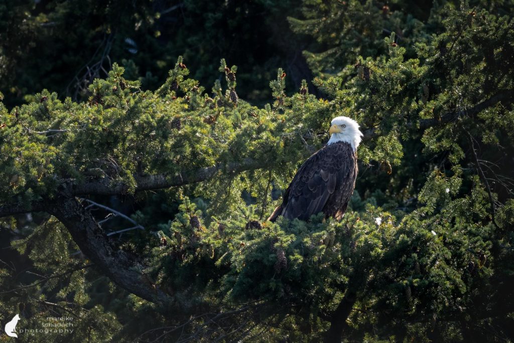 Weißkopfseeadler bei unserer Kajaktour bei den San Juan Islands