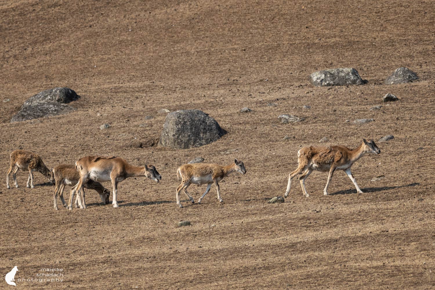 Tiere auf Spieden Island