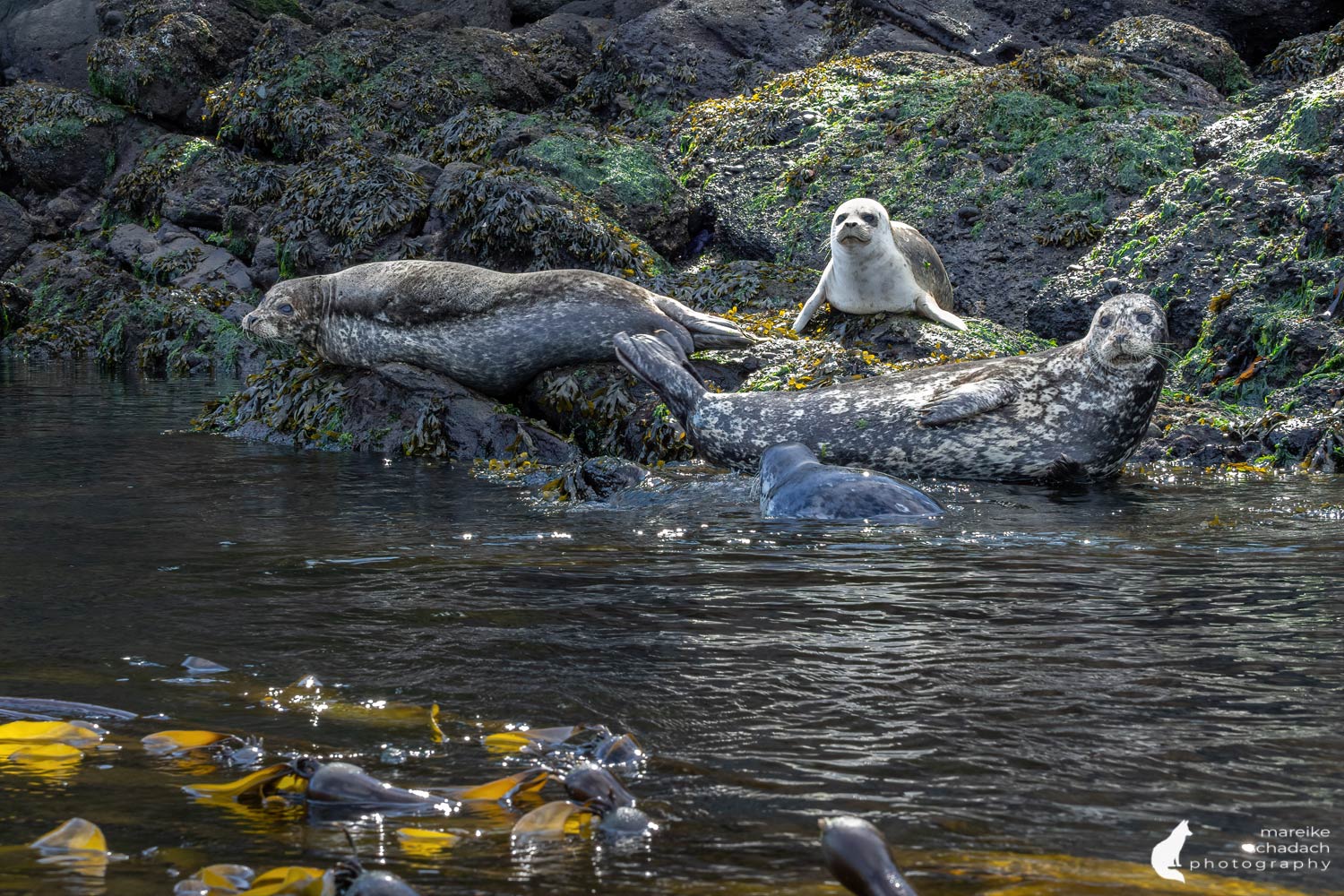 Seehunde bei den San Juan Islands