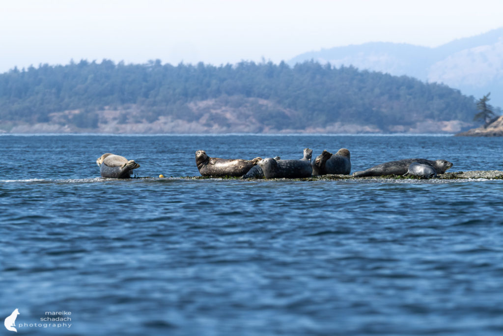 Seehunde bei unserer Kajaktour bei den San Juan Islands