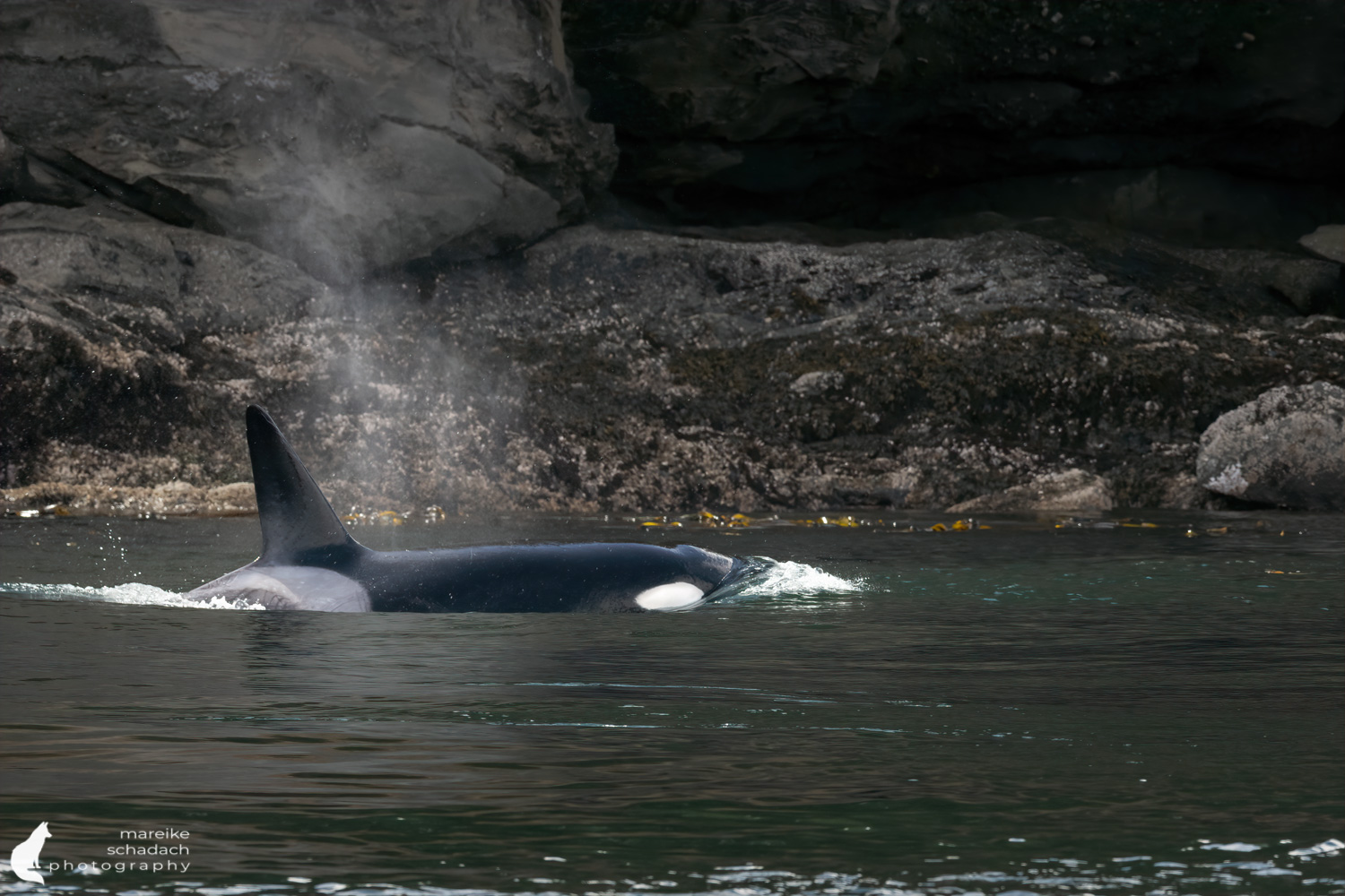 Orca bei den San Juan Islands