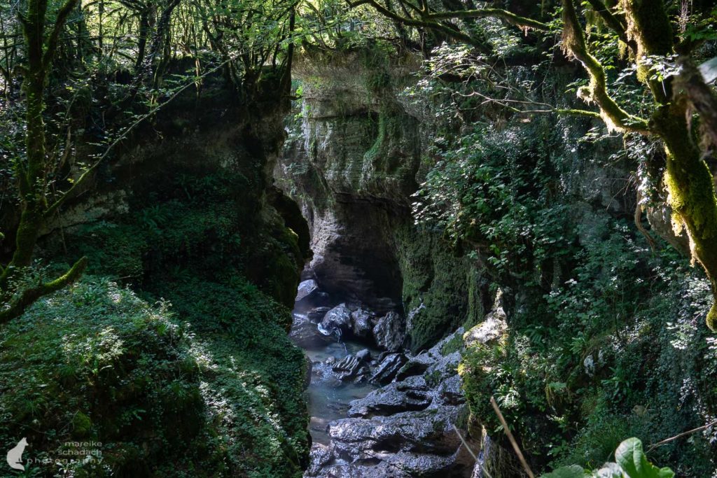 Dichter Bewuchs im Martvili Canyon in Georgien