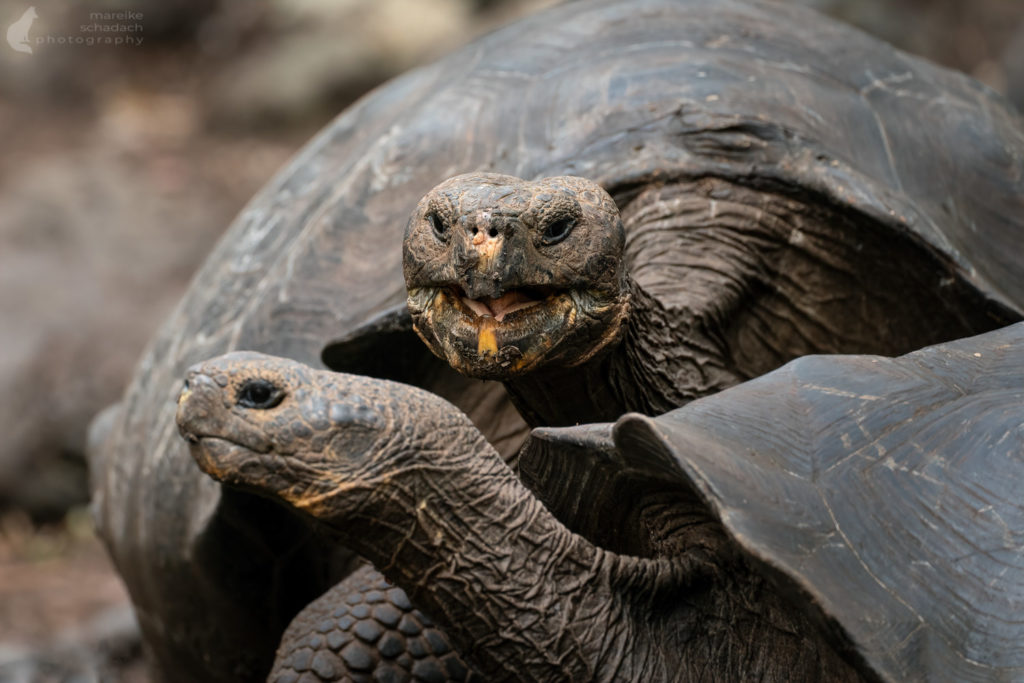 Schildkröten auf San Cristobal - Galapagos