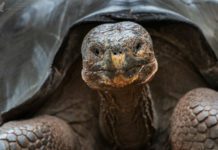 Schildkröten auf Galapagos – Wo sieht man sie am besten? Schildkröten auf Galápagos
