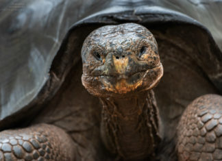 Schildkröten auf Galapagos – Wo sieht man sie am besten? Schildkröten auf Galápagos