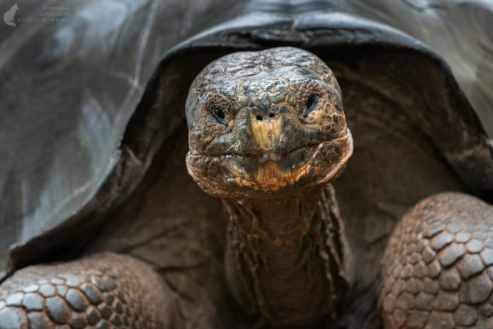Schildkröten auf Galápagos