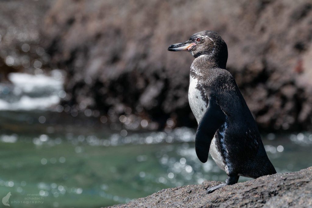 Pinguin der Galapagos Insel Bartolome