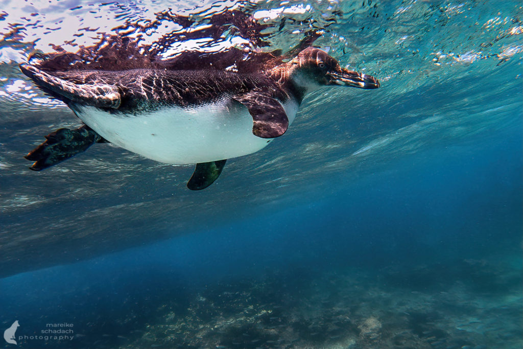 Unterwasseraufnahme vom Pinguin der Galapagos Insel Bartolome