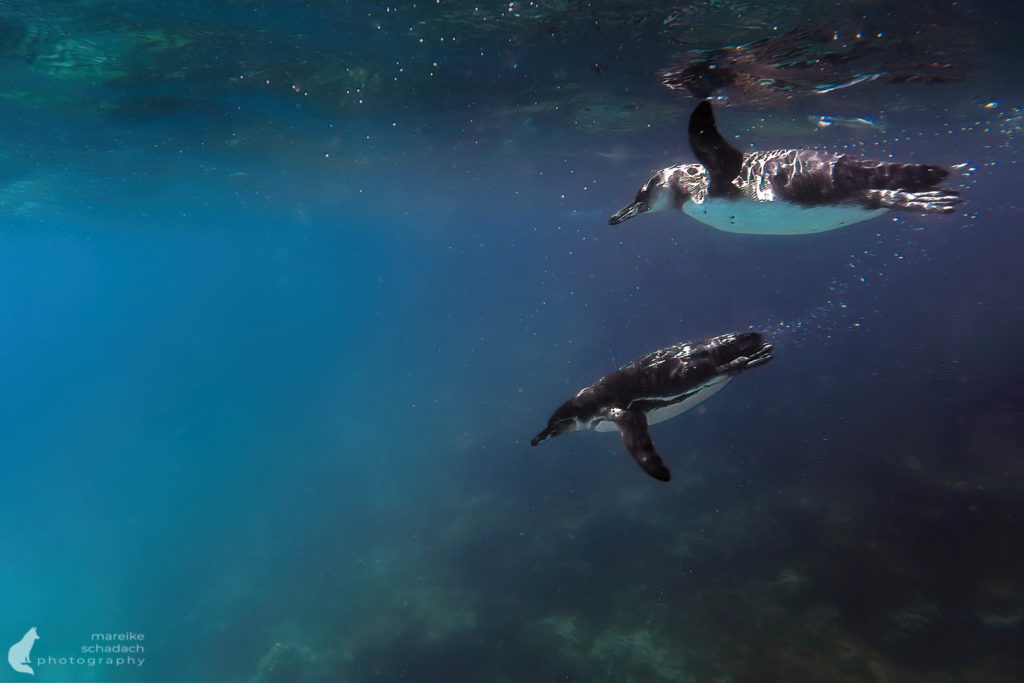 Schnorcheln mit Pinguinen der Galapagos Insel Bartolome