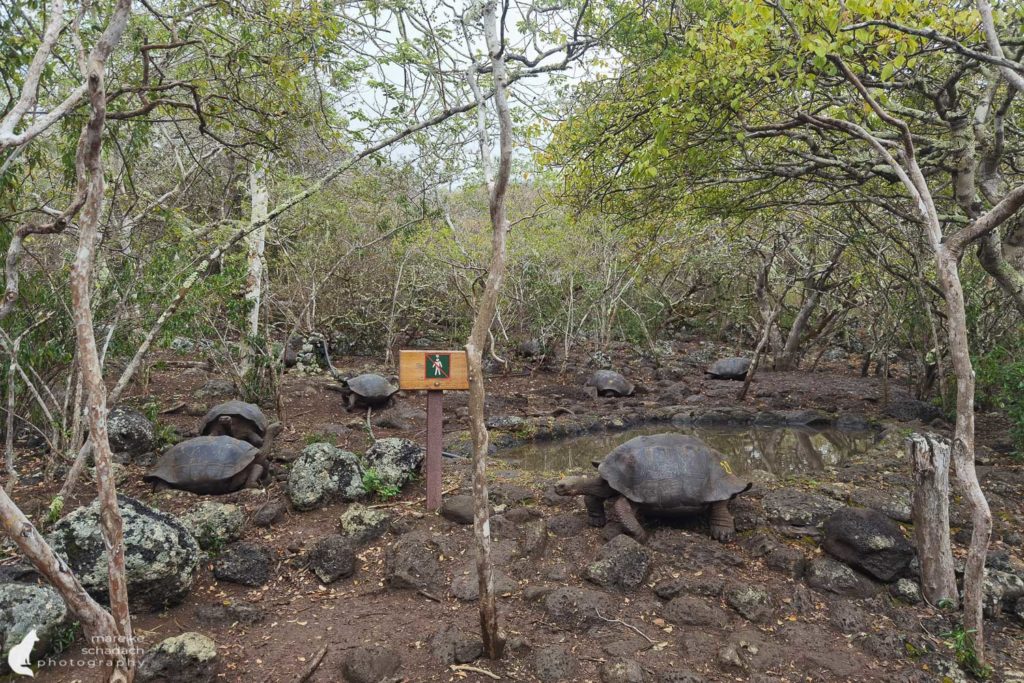 Schildkröten auf San Cristobal - Galapagos