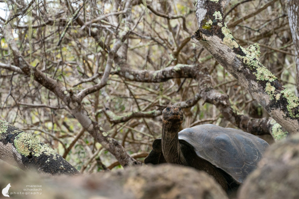 Schildkröte auf San Cristobal - Galapagos