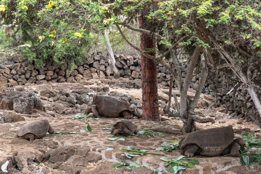 Schildkröte auf Santa Cruz - Galapagos