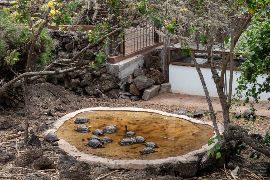 Badende Schildkröte auf Santa Cruz - Galapagos