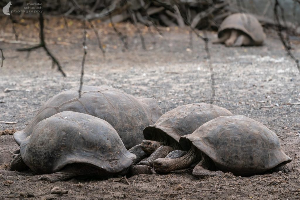 Schildkröten auf Isabela - Galapagos