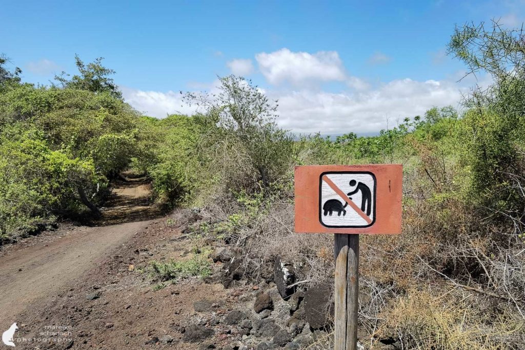 Camino de Las Tortugas Isabela - Galapagos