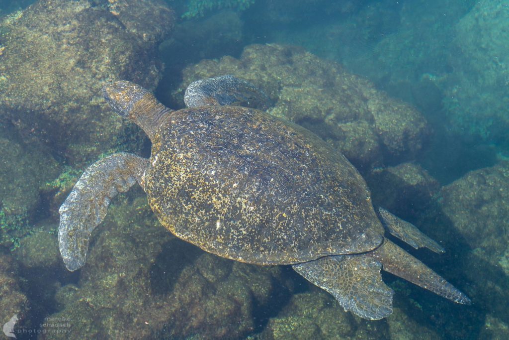 Meeresschildkröte Galapagos