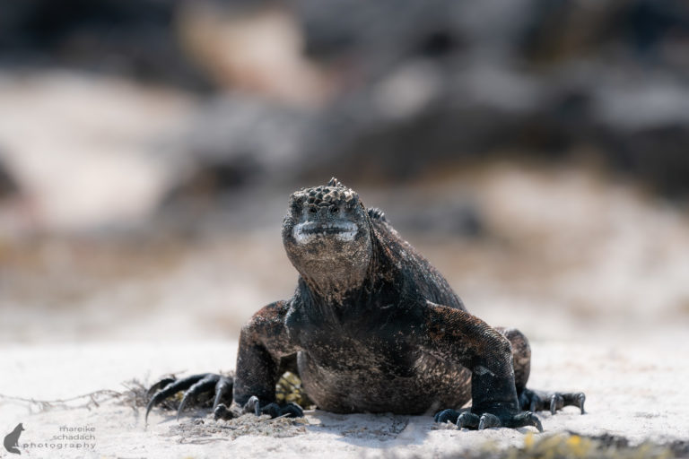 Iguana Galapagos San Cristóbal