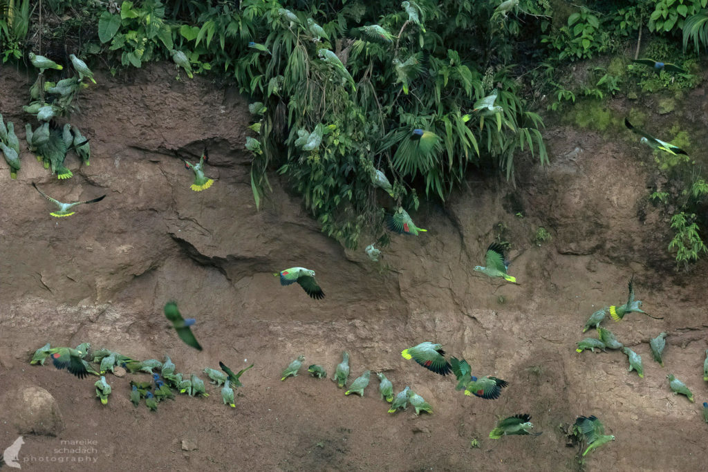 Papageienlecke im Amazonas von Ecuador