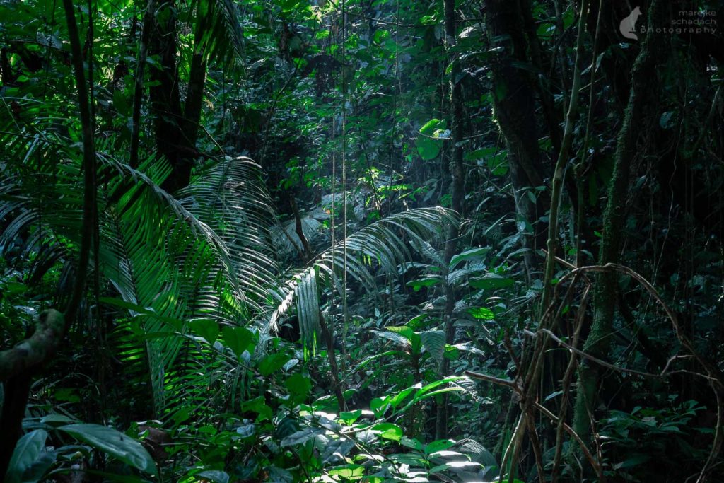 Dschungel im Amazonas von Ecuador