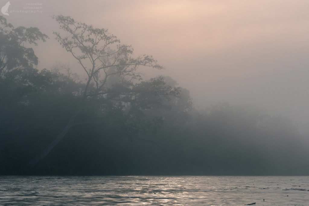 Rio Napo im Amazonas Gebiet von  Ecuador
