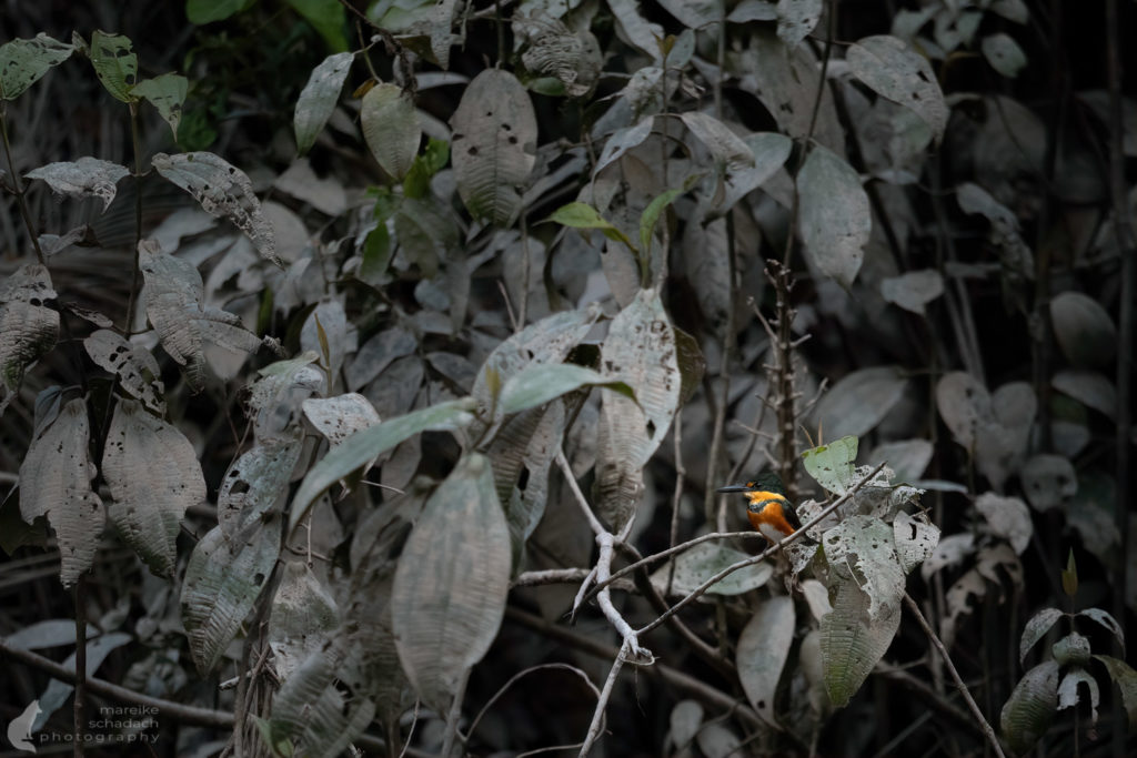 Erzfischer (American Pygmy Kingfisher) Ecuador Amazonas