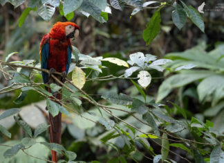 Amazon of Ecuador: Travelogue and Tips around the Rio Napo Amazonas von Ecuador: Reisebericht und Tipps rund um den Rio Napo