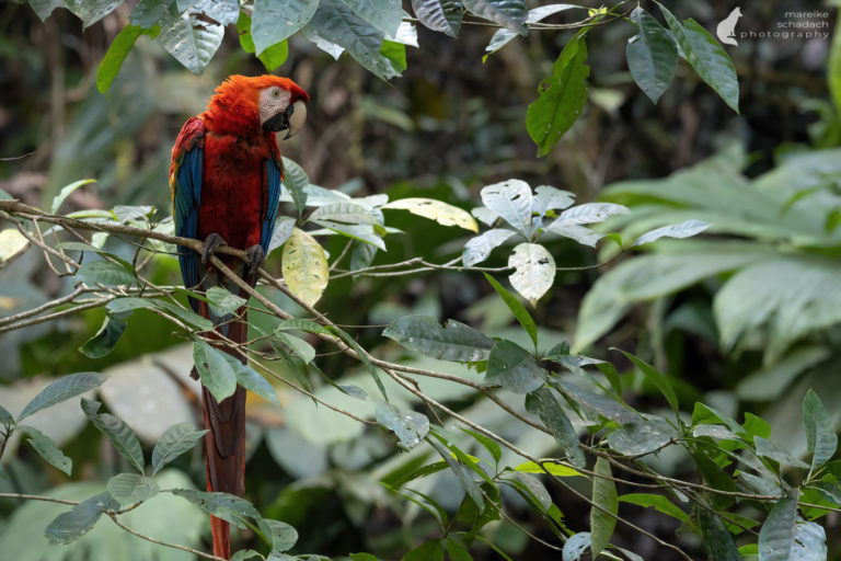 Amazonas von Ecuador: Reisebericht und Tipps rund um den Rio Napo