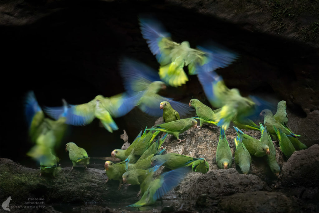 Papageien am Rio Napo Wildlife Center im Amazonas von Ecuador