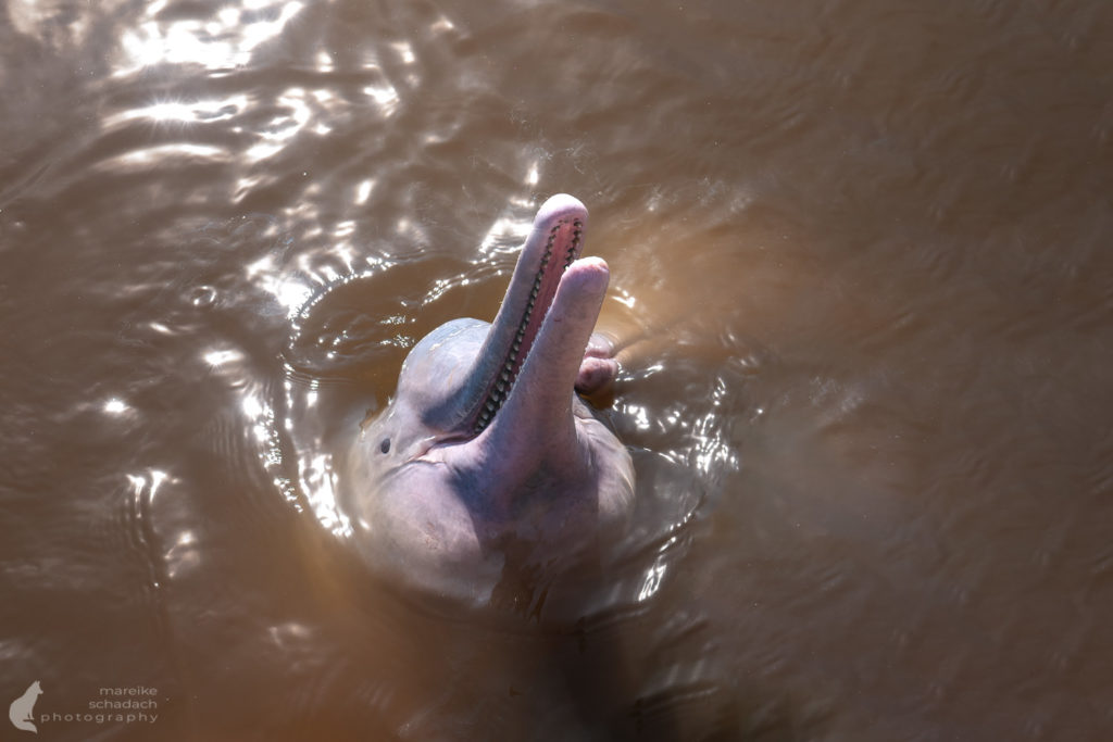 Rosa Flussdelfin von Yasu Warmi im Amazonas von Ecuador