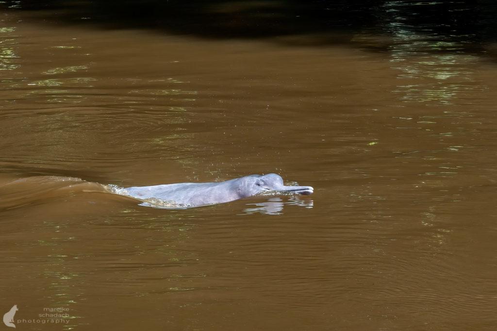Rosa Flussdelfin von Yasu Warmi im Amazonas von Ecuador