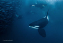 Am Mittagstisch der Orcas – Schnorcheln mit Orcas in Skjervøy, Norwegen