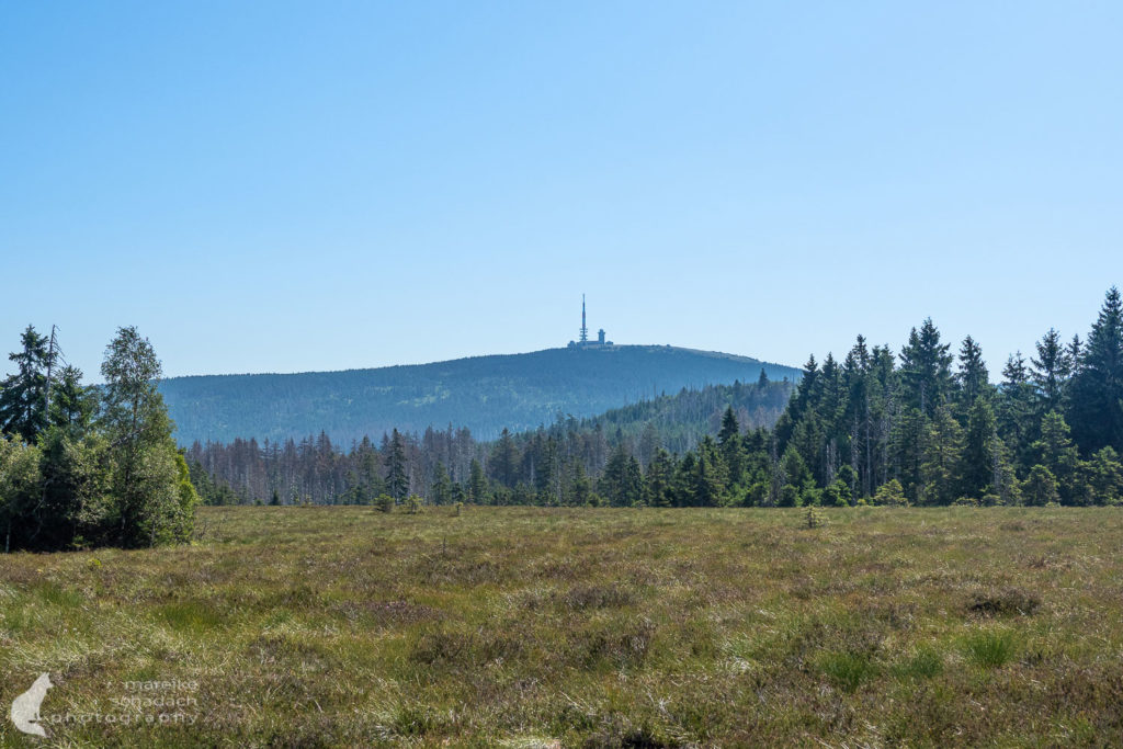 Blick auf den Brocken über das Torfhausmoor am Hexenstieg im Harz