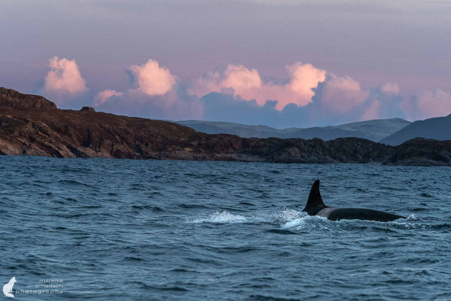Orcas in Skjervøy, Norwegen