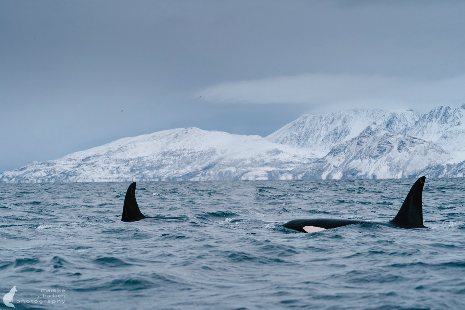 Orcas in Skjervøy, Norwegen