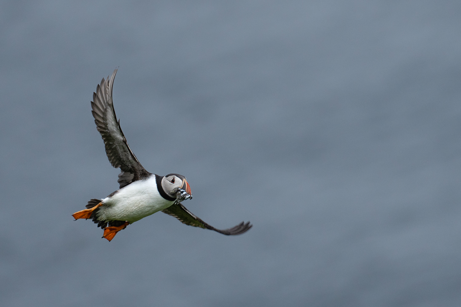 Puffin mit Fisch im Schnabel