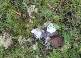 Shit happens! A Small Guide for the "Big Business" in Nature