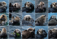 Wildtierfotografie – natürlich mit Respekt