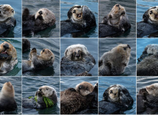 Wildlife Photography with Respect