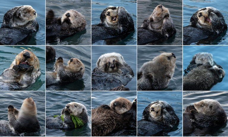 Wildtierfotografie – natürlich mit Respekt